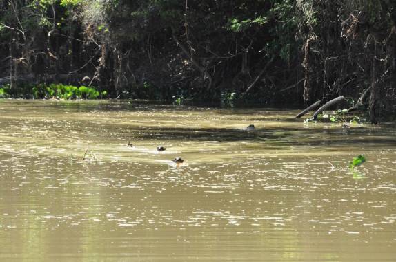 Ariranhas nadam no rio Cuiabá, região de Porto Jofre, no final da rodovia Transpantaneira, no Pantanal Norte, no Mato Grosso